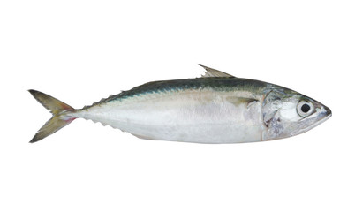 Chub mackerel fish isolated on the white background