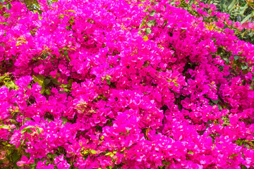 Pink bougainvillea in the morning.