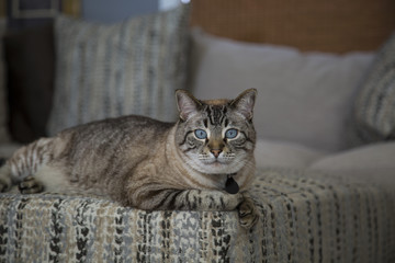 Siamese Lynx Point Cat Lying on an Ottoman