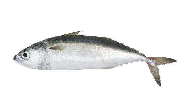 Chub mackerel fish isolated on the white background