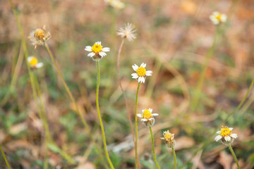 Small yellow flower
