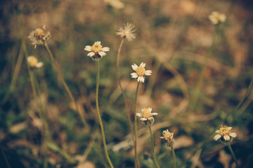 Small yellow flower