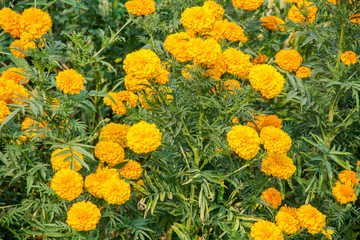 marigold flower in the garden.