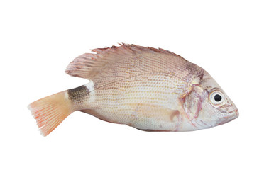 Snapper fish isolated on white background