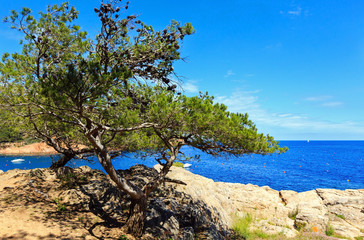 Pine tree on sea coast.