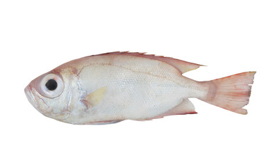 Red bigeye fish isolated on white background, Priacanthus macracanthus