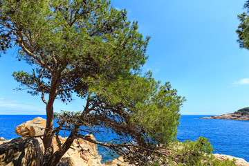 Pine tree on sea coast.