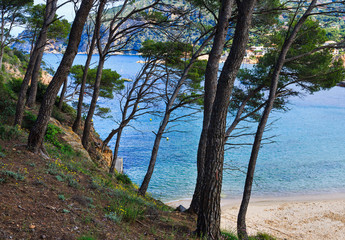 Fototapeta na wymiar Pine trees above sea beach.