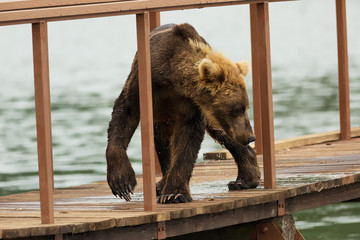 Young brown bear looks prey on fence to account for fish. Kurile Lake.