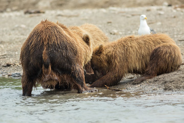 Brown bear divides caught fish with cubs. Kurile Lake.