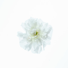 Fototapeta premium double poppy flower isolated