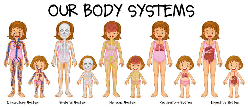 Diagram showing different body systmes