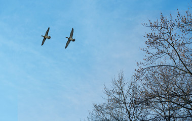 Birds flying over blue sky