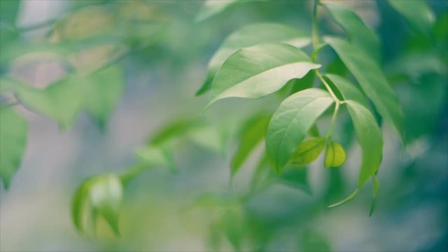 Close focus of Wrightia religiosa leaf swaying
