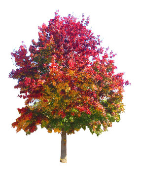 Fall Tree Clip Art