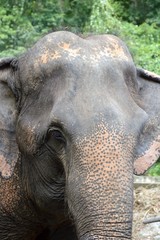 Obraz premium Elephant