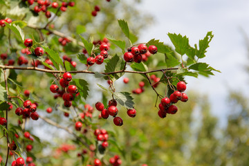 hawthorn branch with ripe berries