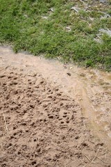deer footprint on wet soil