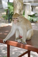 Obraz premium monkey in garden