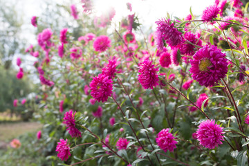Colorful flowers bloom in autumn