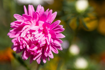 beautiful flower chrysanthemum