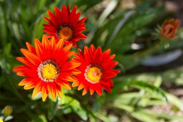 Beautiful flowers of chrysanthemums