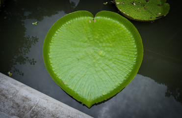 victoria water lily