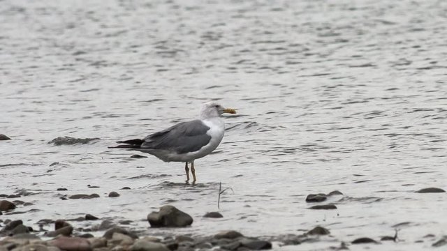 seagull walks along the river bank