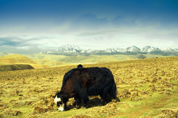 Yak in the tibetan higlands