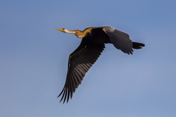Oriental darter(Anhinga melanogaster) flying 