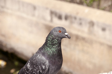Pigeon