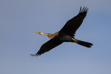 Oriental darter(Anhinga melanogaster) flying 