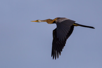 Oriental darter(Anhinga melanogaster) flying 