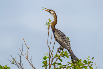 Oriental darter(Anhinga melanogaster) on the wood  in real nature 