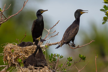 Family of Indian cormorant, Indian shag(Phalacrocorax fuscicollis)  in real nature at Samutsonkram, Thailand