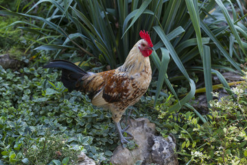 Rooster is the symbol of the year 2017 in the green grass