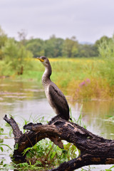 Сormorant/A wild cormorant is resting on driftwood on the swollen river, after strong Typhoon...