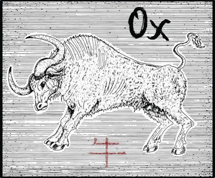 Engraved Illustration Of Zodiac Symbol With Ox And Lettering