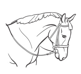 horse head line art drawing. equestrian training theme 