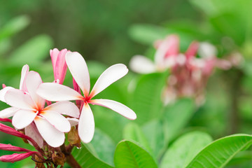 Obraz premium Plumeria flower with copy space for background.