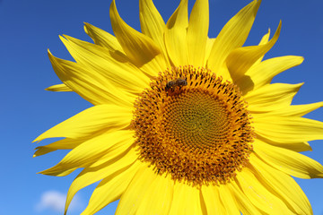 Obraz premium Sonnenblume mit Biene