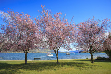 pink flowers blooming in ,beautiful scenic in lake wanaka south
