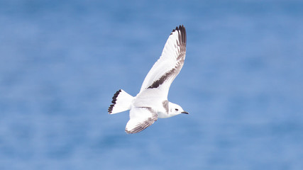 Black-legged kittiwake flying