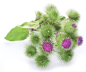 Prickly heads of burdock flowers on a white background.