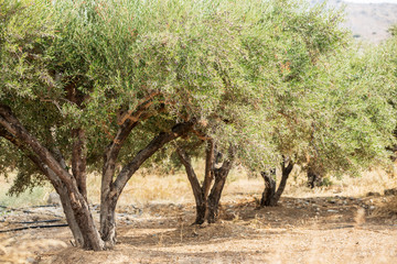 Fototapeta premium Olive trees garden.