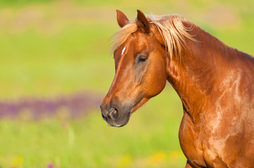 Beautiful red horse with long mane close up portrait in motion at summer day