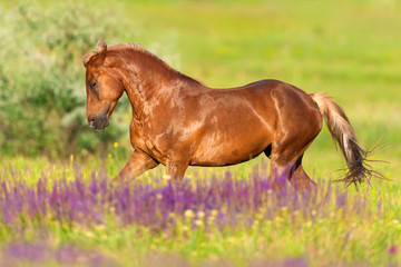Beautiful red horse with long mane run at summer day in flowers