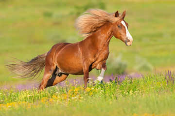 Fototapeta na wymiar Beautiful red horse with long mane run at summer day in flowers