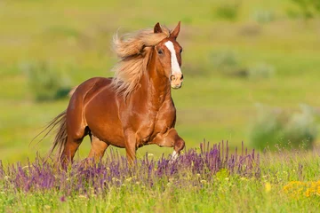 Foto op Aluminium Mooi rood paard met lange manen rennen op zomerdag in bloemen © kwadrat70