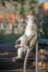 Vervet monkey on fence